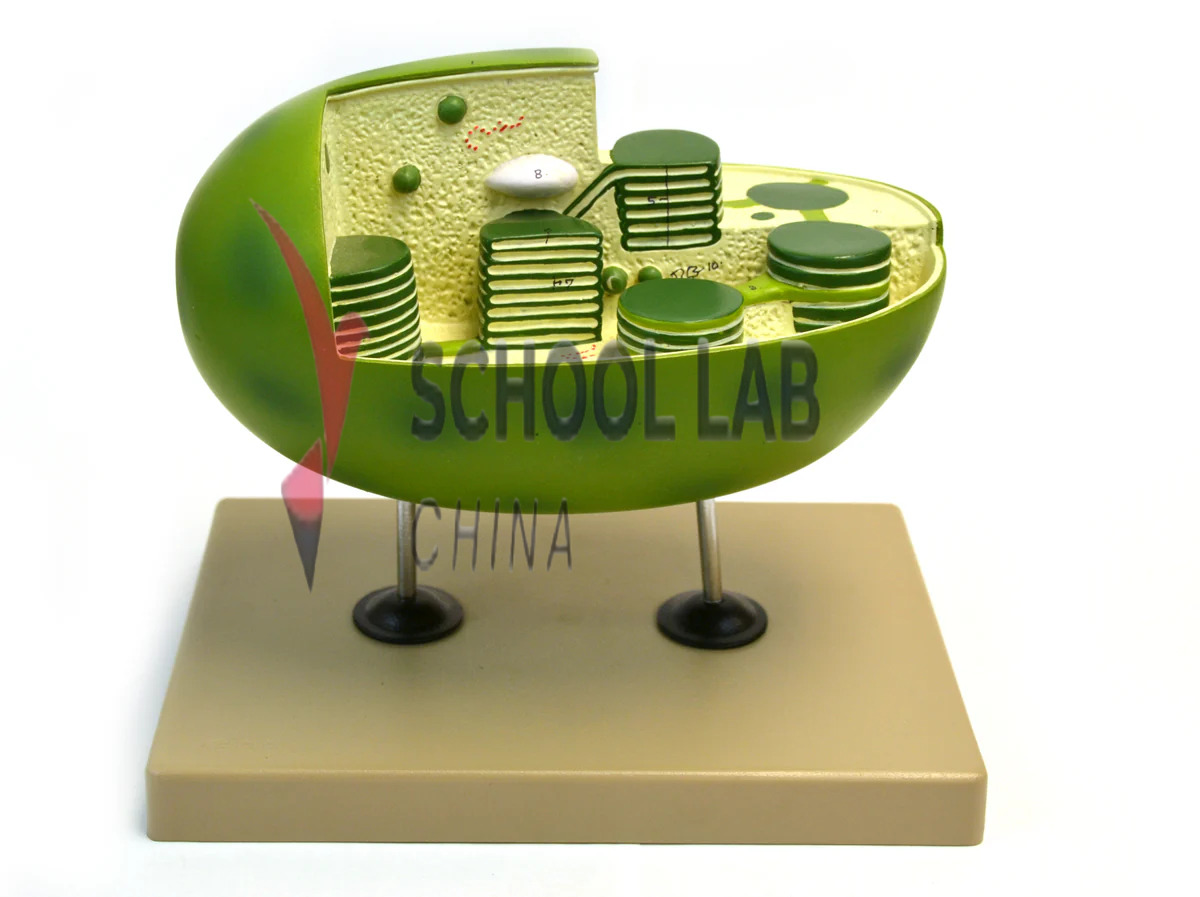 Chloroplast Model